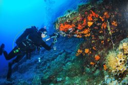 Ζήστε την εμπειρία της κατάδυσης στη Σύρο! | Experience scuba Diving in Syros!